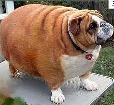 fat-bulldog.jpg
